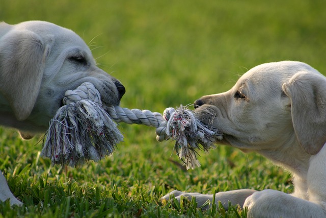 puppy, tug of war